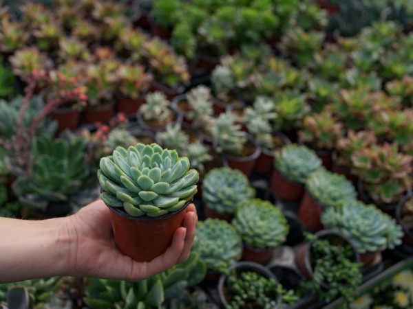 Suculentas artificiais para apartamentos: como ter um jardim interno em espaços pequenos