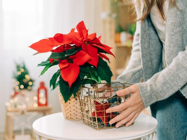 Poinsettia na decoração de mesa: como criar uma mesa posta temática com essa flor