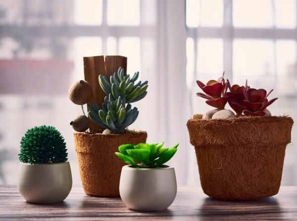 Como escolher a planta permanente ideal para cada ambiente da sua casa